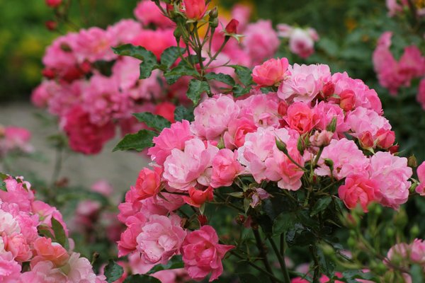 Welche nachhaltigen Optionen gibt es für die Heizung Ihres Haus-Schwimmbads?