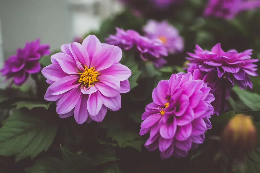 Welche Pflanzen sind ideal für einen schattigen Garten?